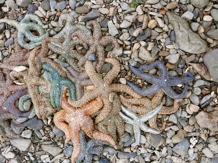 Colorful starfish on rocky shore.