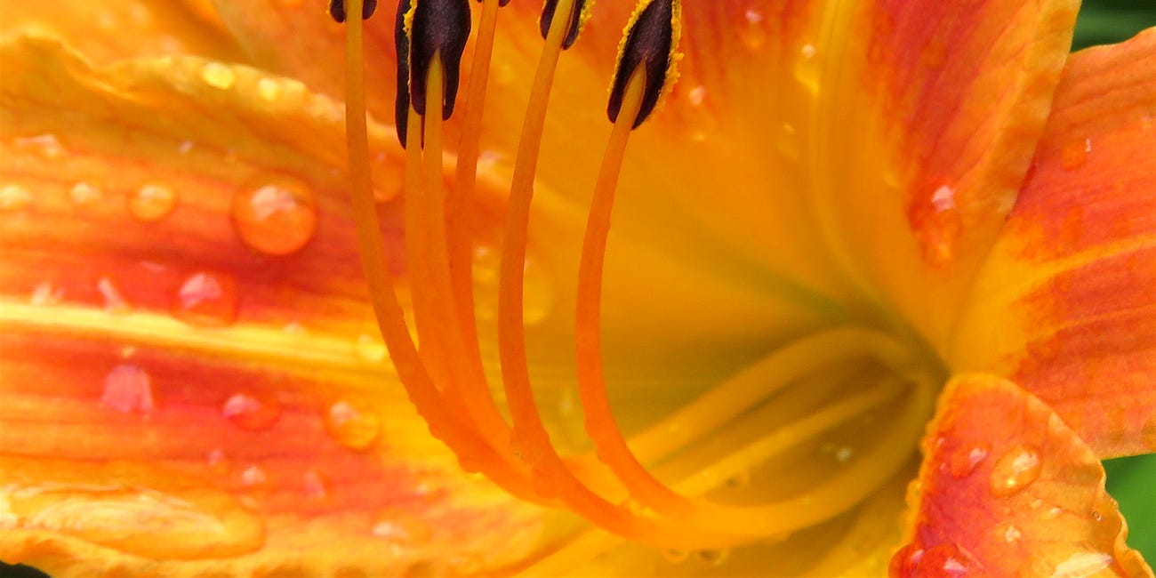 Beading the Inner Fire: An Open Celebration of the Individual