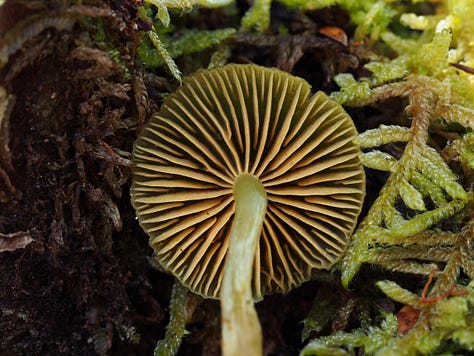 Cortinarius lachanus, Ramaria, and gills of an Entoloma