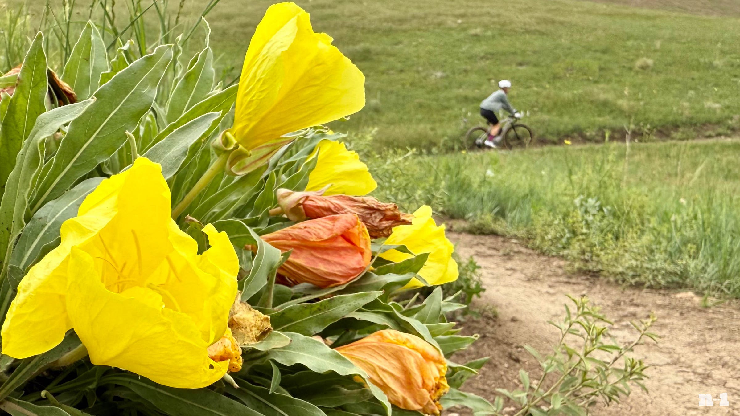 Colorado wildflowers