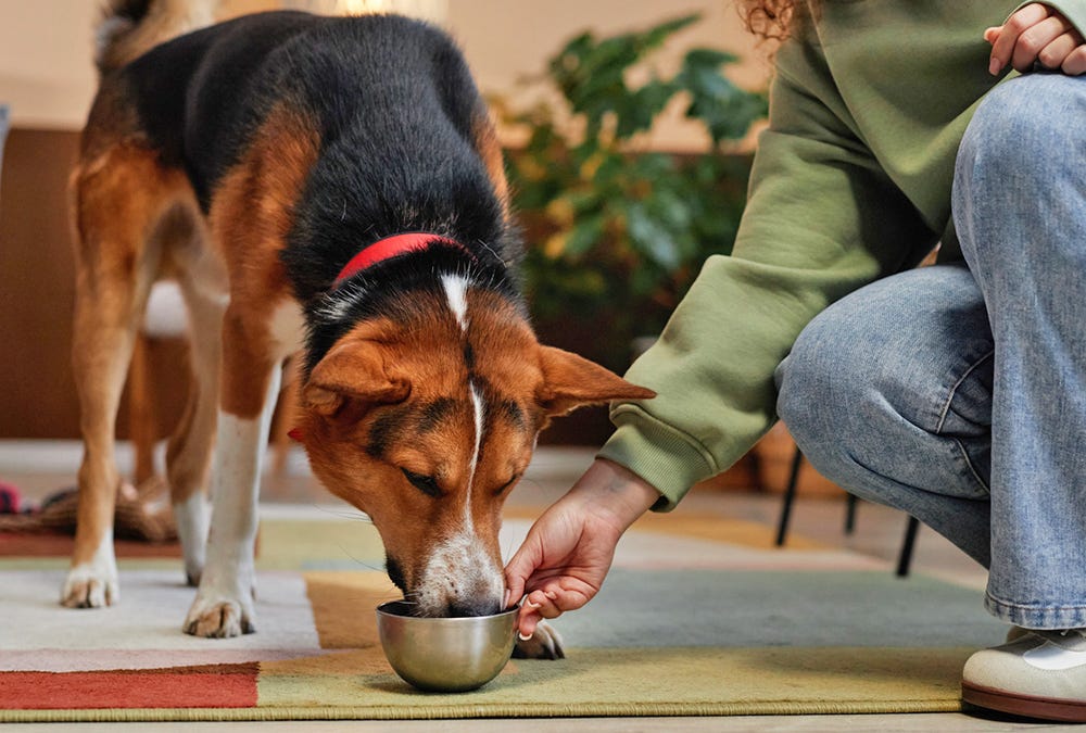 People are embracing their wellness habits for pets. But what's best for humans isn't the same for their furry companions