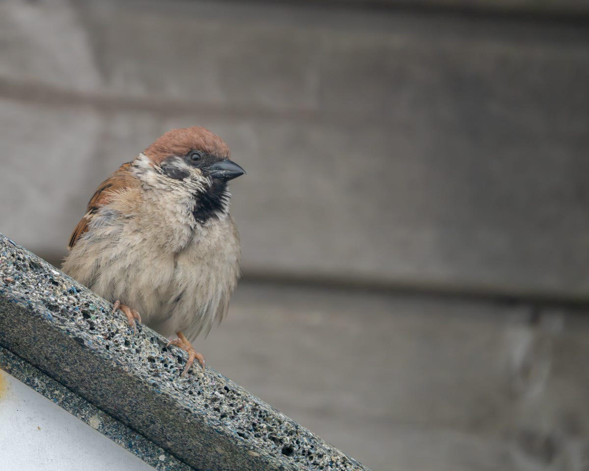 A small grey-chested bird with a chestnut cap and black bib and spot on its cheek looks at the camera