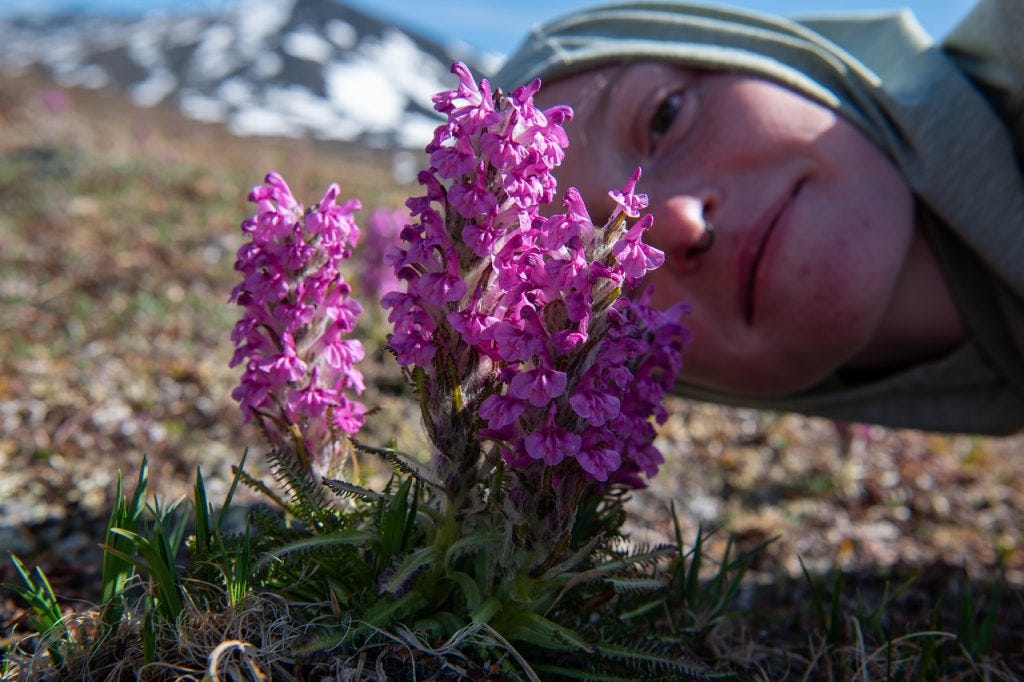 A low close view of two dense spikes of small pink woolly lousewort flowers, with a person's face resting on the ground beside them, a snow-streaked peak soft in the background.