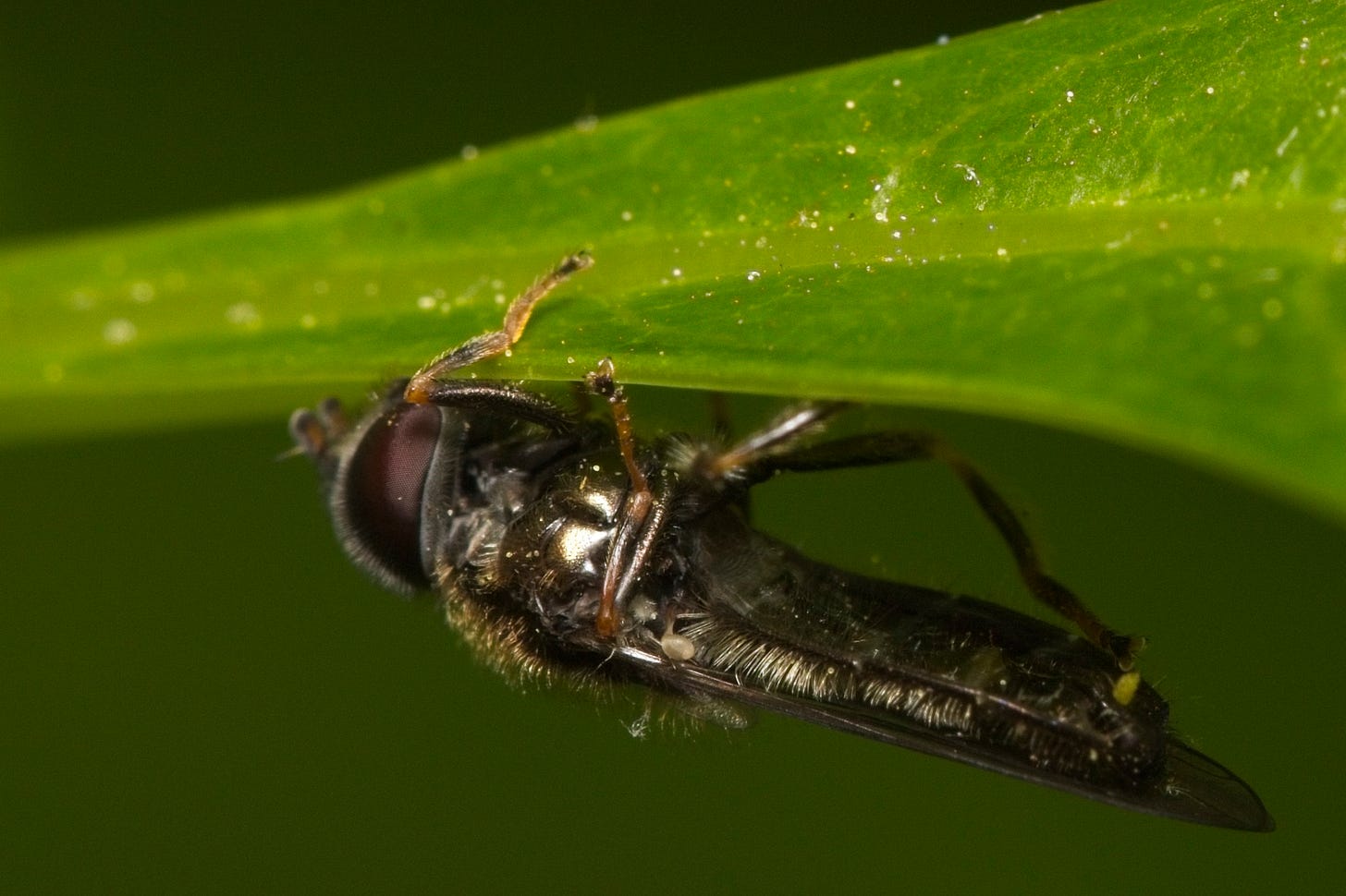 Hanging onto the underside of a green leaf, a black fly with a long, skinny abdomen, big dark red eyes, and a lot of fuzzy hairs