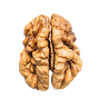 the unremarkable brain