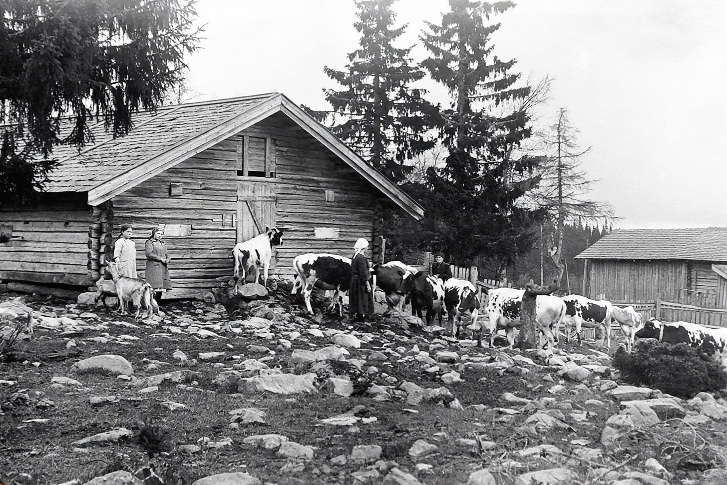 The summer livestock shelter at the Kvanbekksetra mountain farm in 1924. Notice the amount of rocks and stones in the ground. This is what so many Norwegian farmers had to deal with when clearing ground for meadows and fields. | Anno Glomdalsmuseet GMF.27913. digitaltmuseum.no. CC BY-SA 4.0. Slightly restored using Adobe Photoshop Firefly. The summer livestock shelter at the Kvanbekksetra mountain farm in 1924. Notice the amount of rocks and stones in the ground. This is what so many Norwegian farmers had to deal with when clearing ground for meadows and fields. | Anno Glomdalsmuseet GMF.27913. digitaltmuseum.no. CC BY-SA 4.0. Slightly restored using Adobe Photoshop Firefly.