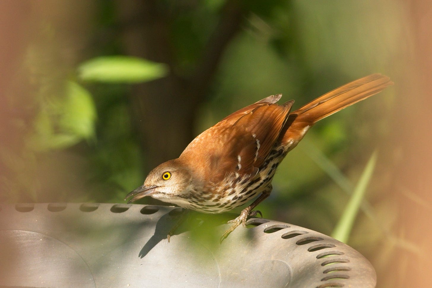  A brown thrasher perched on the edge of a bird bath, leaning down towards the water (which is not in the frame.) The bird is shown in profile, with a brown-spotted white throat, breast, and belly; a russet brown tail and back; and brown head with white cheek and bright, dandelion-yellow eye. Soft focus medium brown, almost the same shade as the bird's tail, frames the sides of the photo.
