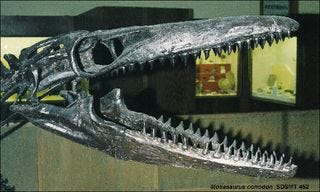 Mosasaur skull Mosasaur skull