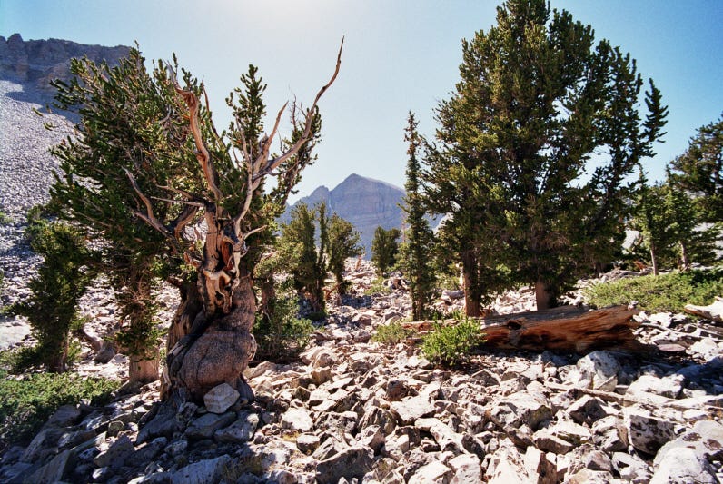 Pinus longaeva - Wikipedia, la enciclopedia libre