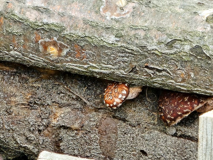 On the left, little mushrooms peek out from stacked logs. On the right, 2 shiitake mushrooms on a tablescloth.