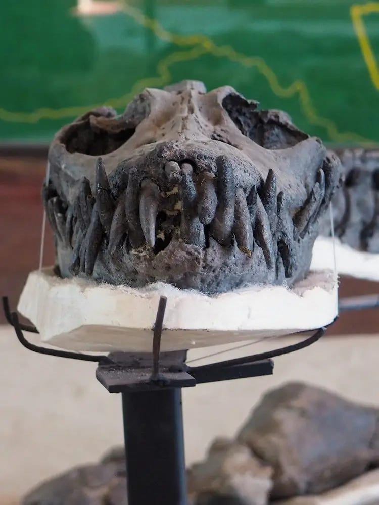 Dinosaur fossil Dinosaur fossil
