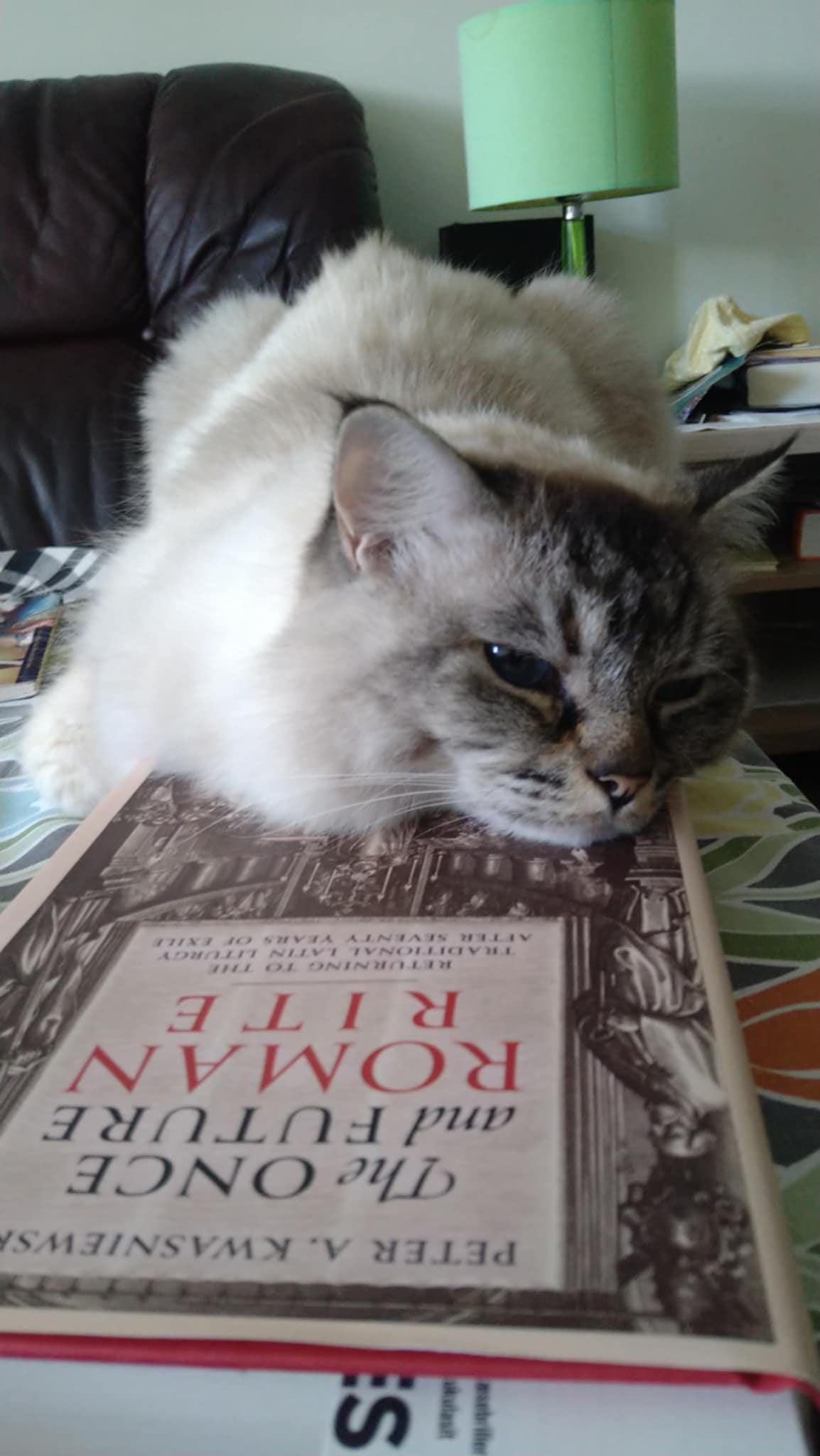 May be an image of ragdoll cat and text