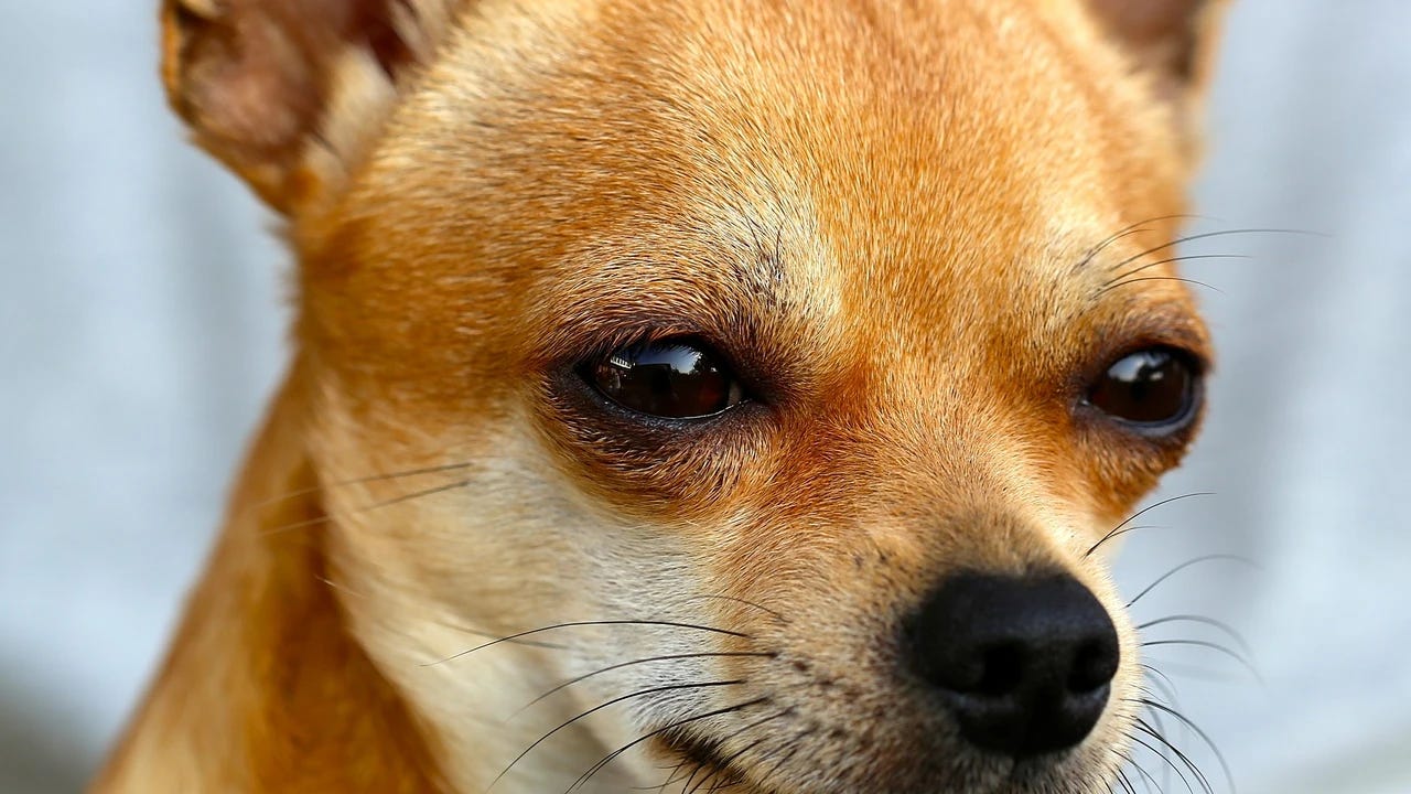 Un mail de M Palumbo