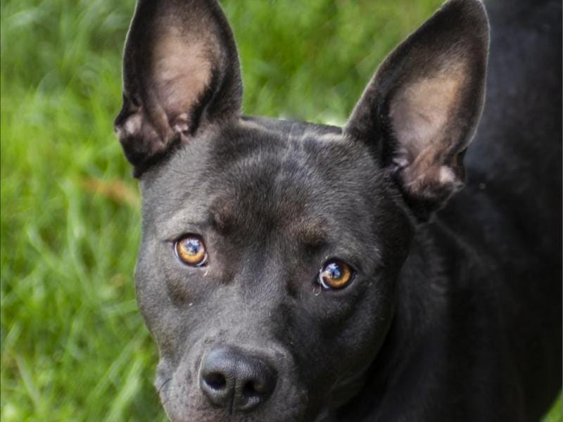 Adoptable Dog of the Week: Monty
