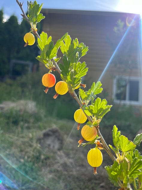 1. Currants in the sunlight. 2. watermelon with 18 carved into it. 3. vegan custard "concrete. 4. a mineral-green lake. 5. The California Dreamers book at the river. 6. Laura in front of neon lights at Hopscotch. 7. Laura and Janet Clare at Bold. 8. A flower on our pineapple guava bush. 9. Visiting with a brown alpaca. 