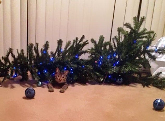 Cat destroys tree Cat destroys tree