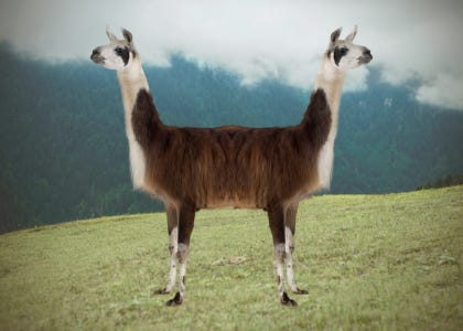 Picture of a llama with two heads facing opposite directions