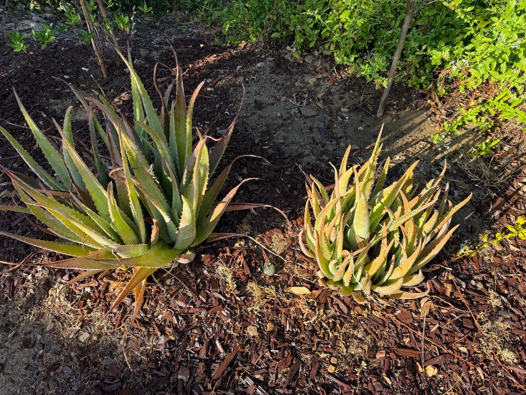 Aloe plants with and without compost