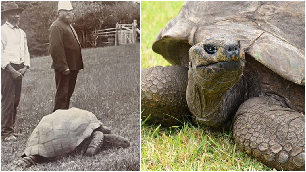split image jonathan oldest chelonian