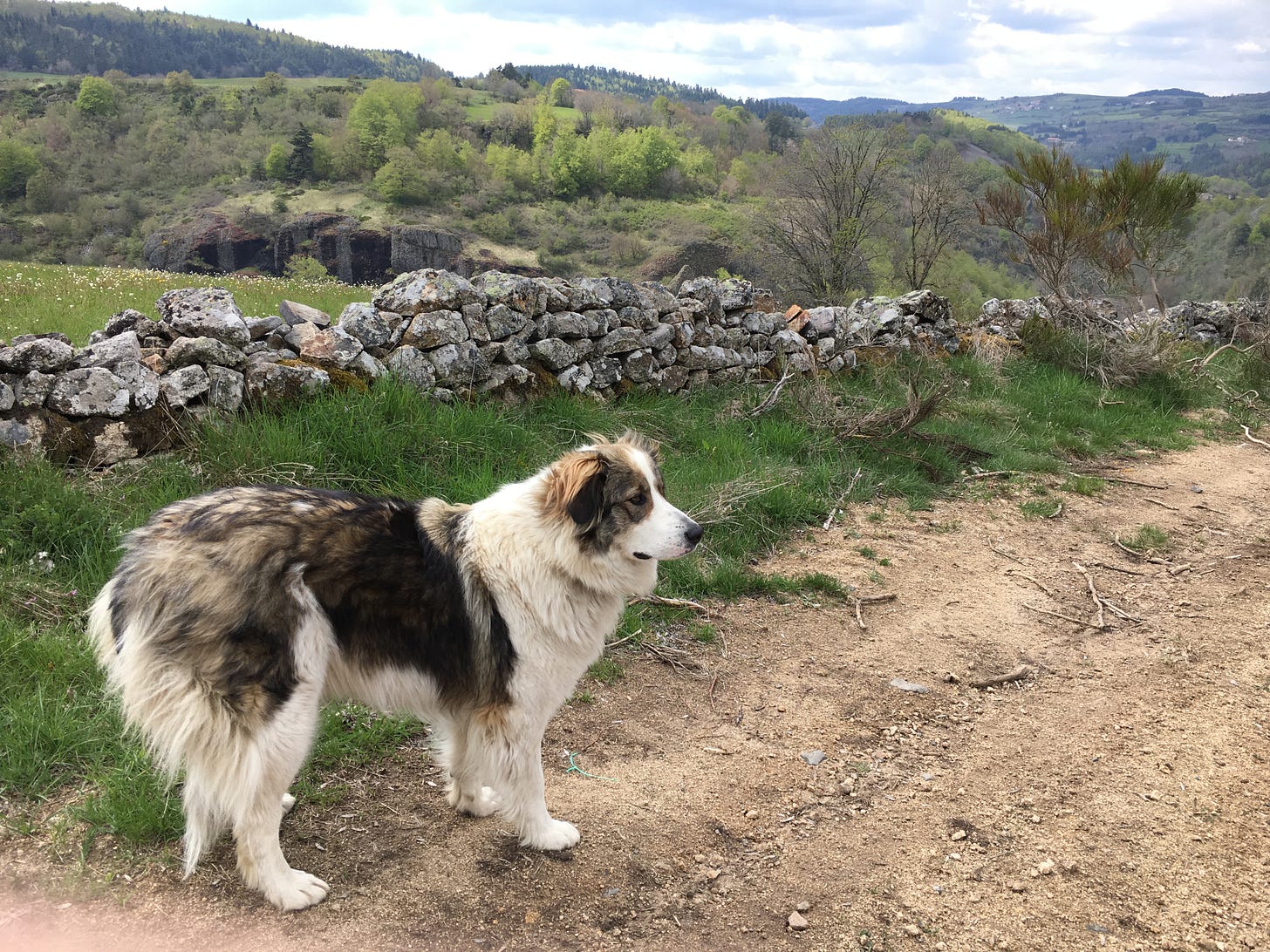 A white a brown mountain dog in need of some brushing stands on a hilly trail