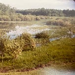 On Roots, Poetry and Peregrination