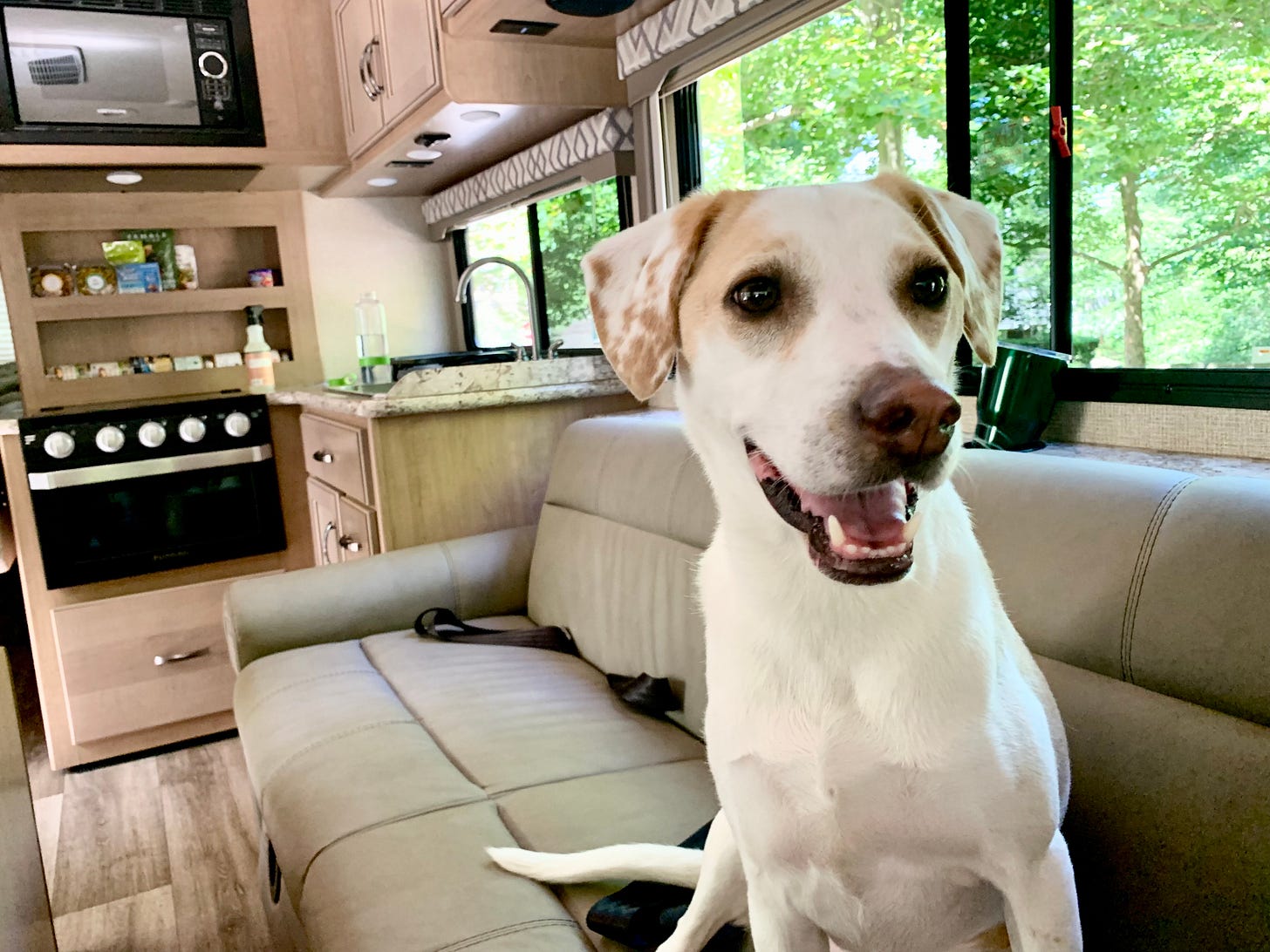 Riley, our dog, is great for my PTSD
