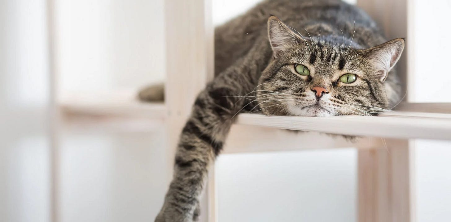 How to encourage a lazy cat to play & be active - Reveal