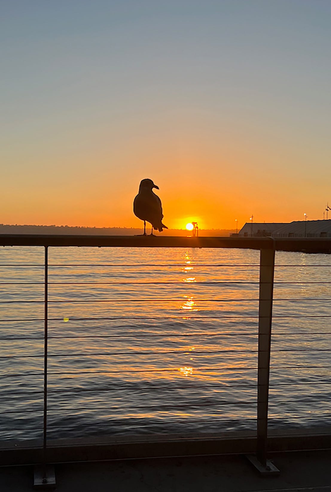A seagull on a fence with a sunset behind him near the ocean