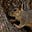 Sarastro the Squirrel's avatar