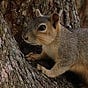 Sarastro the Squirrel's avatar