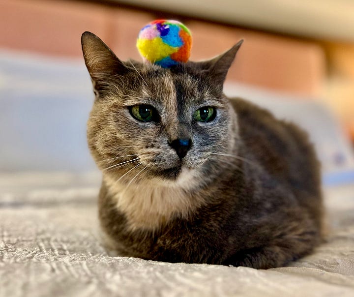 My cat and all her adventurous moods