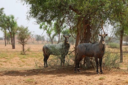Antilopes sauvages dans le sud du Népal Antilopes sauvages dans le sud du Népal