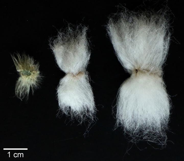 First Step Taken Toward Epigenetically Modified Cotton - Research &  Development World