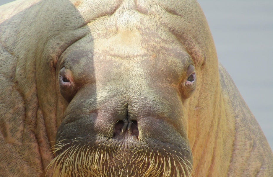 Fat Propaganda Roundup: #BodyPositive Terrorists Hijack Southwest Airlines 