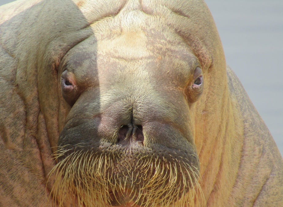 Fat Propaganda Roundup: #BodyPositive Terrorists Hijack Southwest Airlines 