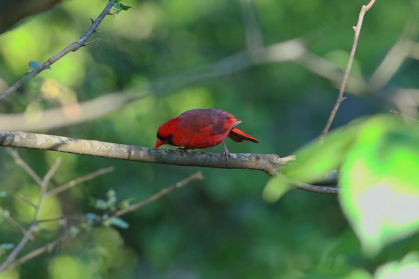 A male cardinal perched on a branch, looking down. The cardinal is bright red, entirely red except for a square of black around the base of his bill (usually orange, but in this lighting, it appears the same red as his body). His wings, folded on his back, are a big darker than the rest of his scarlet body. His perch is high up in the leafy canopy, against a soft focus green, yellow, and dark green-blue background.