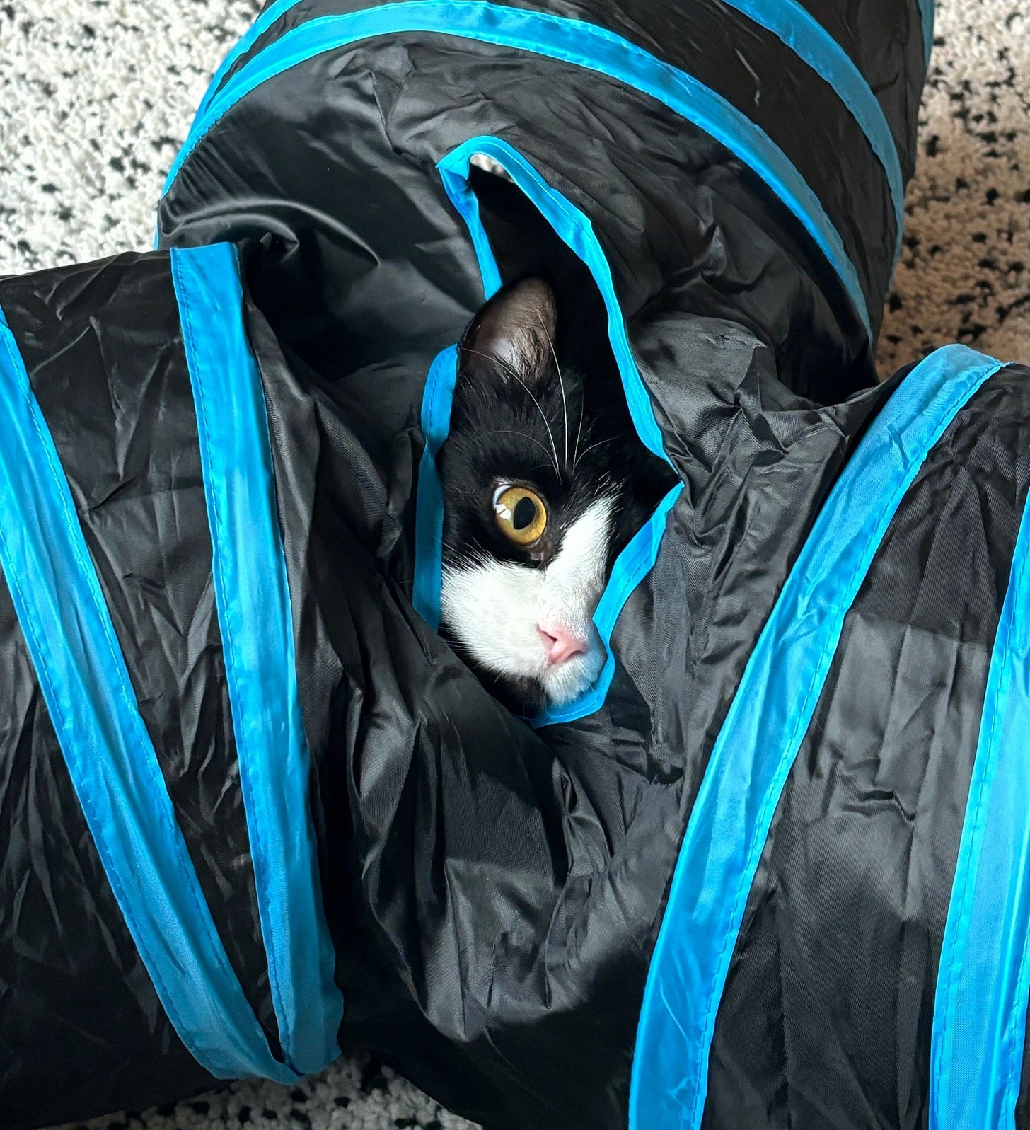 Benny’s right eye, right ear, pink nose and tuxedo mouth are poking through a hole in the cat tube. Benny’s right eye, right ear, pink nose and tuxedo mouth are poking through a hole in the cat tube.