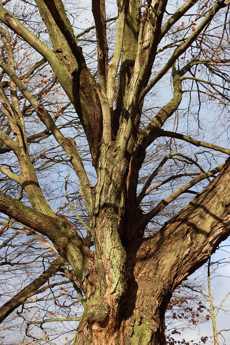 Old maples on borrowed time.