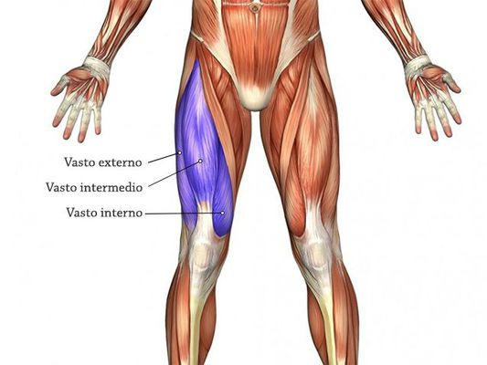musculatura cuadriceps ejercicios para piernas en casa