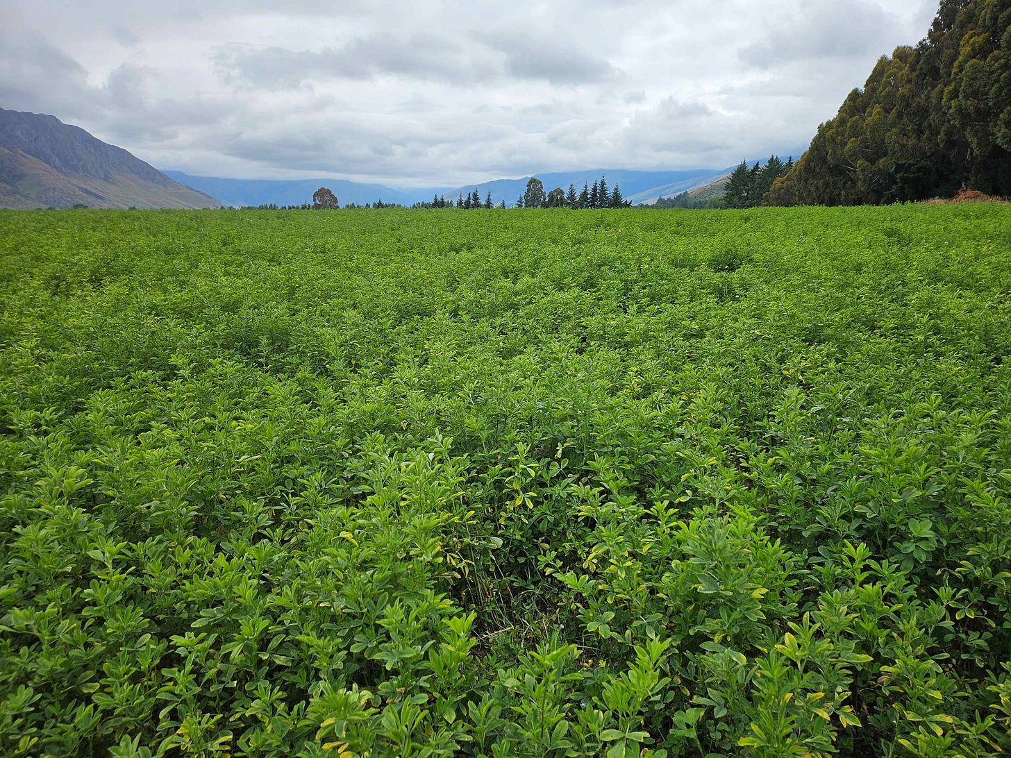 looking across a paddock of leafy green plants called lucerne looking across a paddock of leafy green plants called lucerne