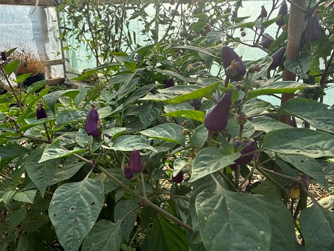 Images of tomatoes growing in the polytunnel, grapes, purple basil and chilli peppers, and chard in the outdoor beds