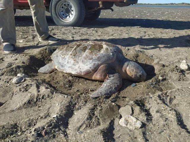 imagen de la noticia: El ejemplar de Caretta caretta hallado en Rio Negro