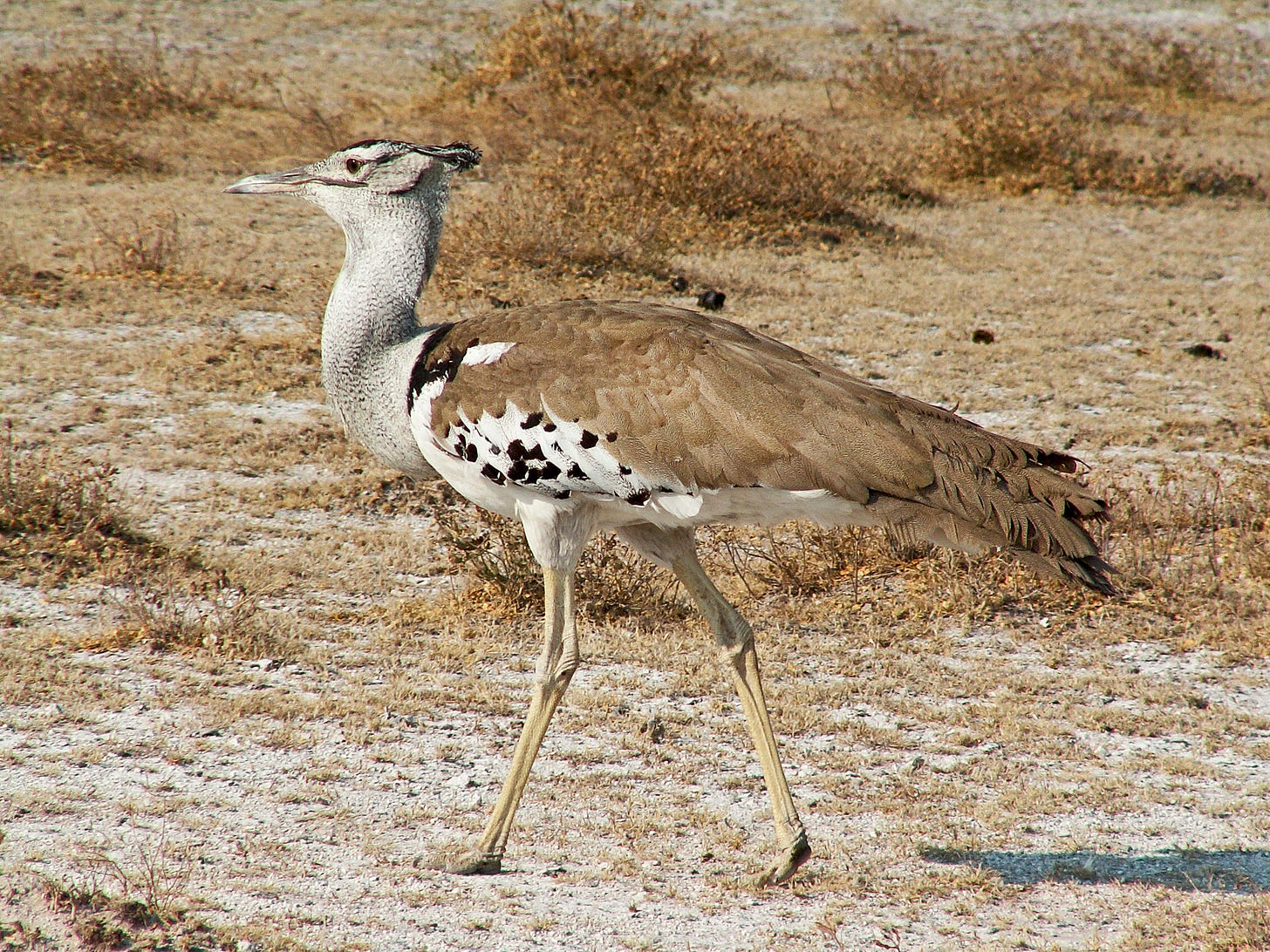 Kori bustard - Wikipedia Kori bustard - Wikipedia
