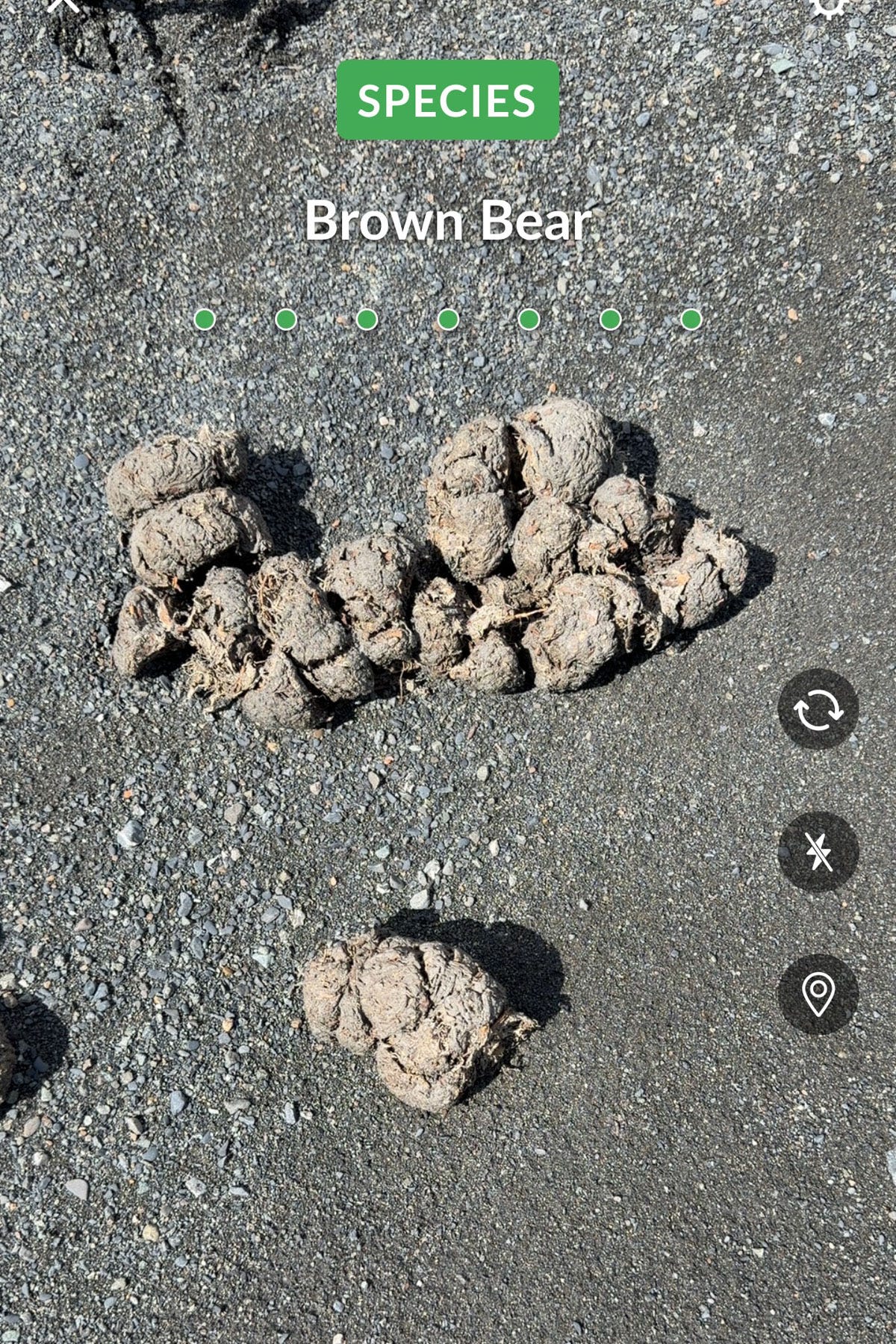 Brown bear poop.