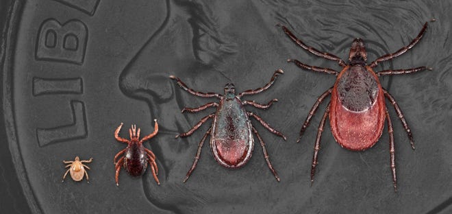 Image result for lyme .gov