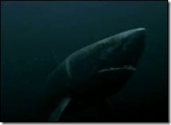 Mega-Shark-vs-Giant-Octopus-Shark Mega-Shark-vs-Giant-Octopus-Shark