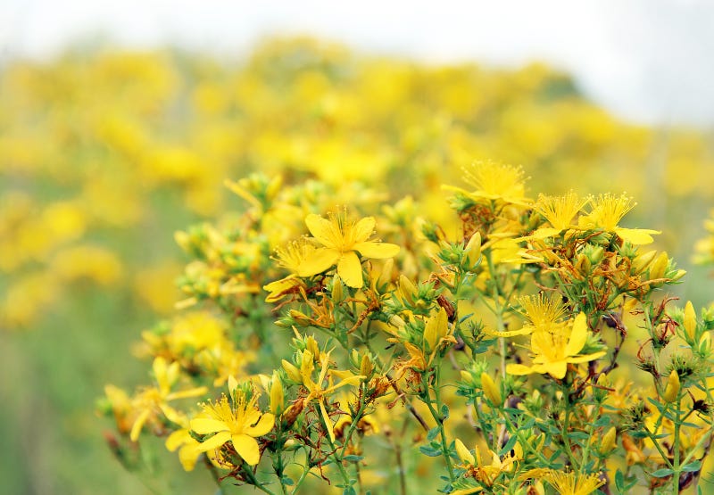 St. John's Wort History