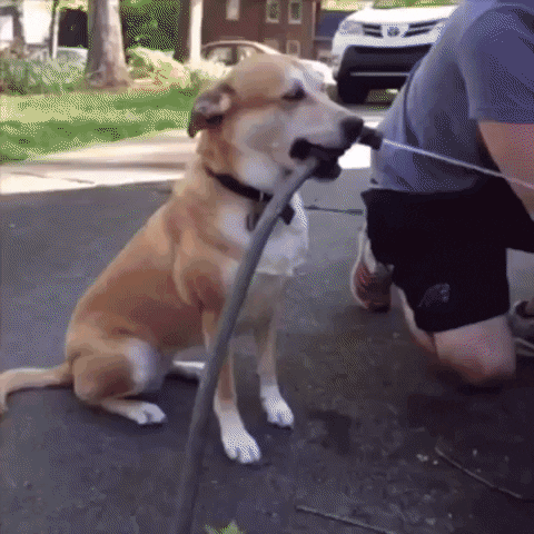  helpful assistance helpful dog helping dog GIF