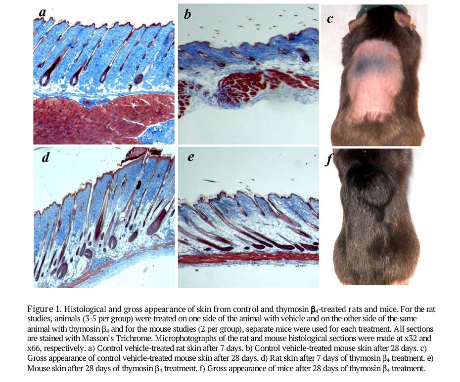 Figure: thymosin β4 promotes hair growth in rat and mouse skin Figure: thymosin β4 promotes hair growth in rat and mouse skin