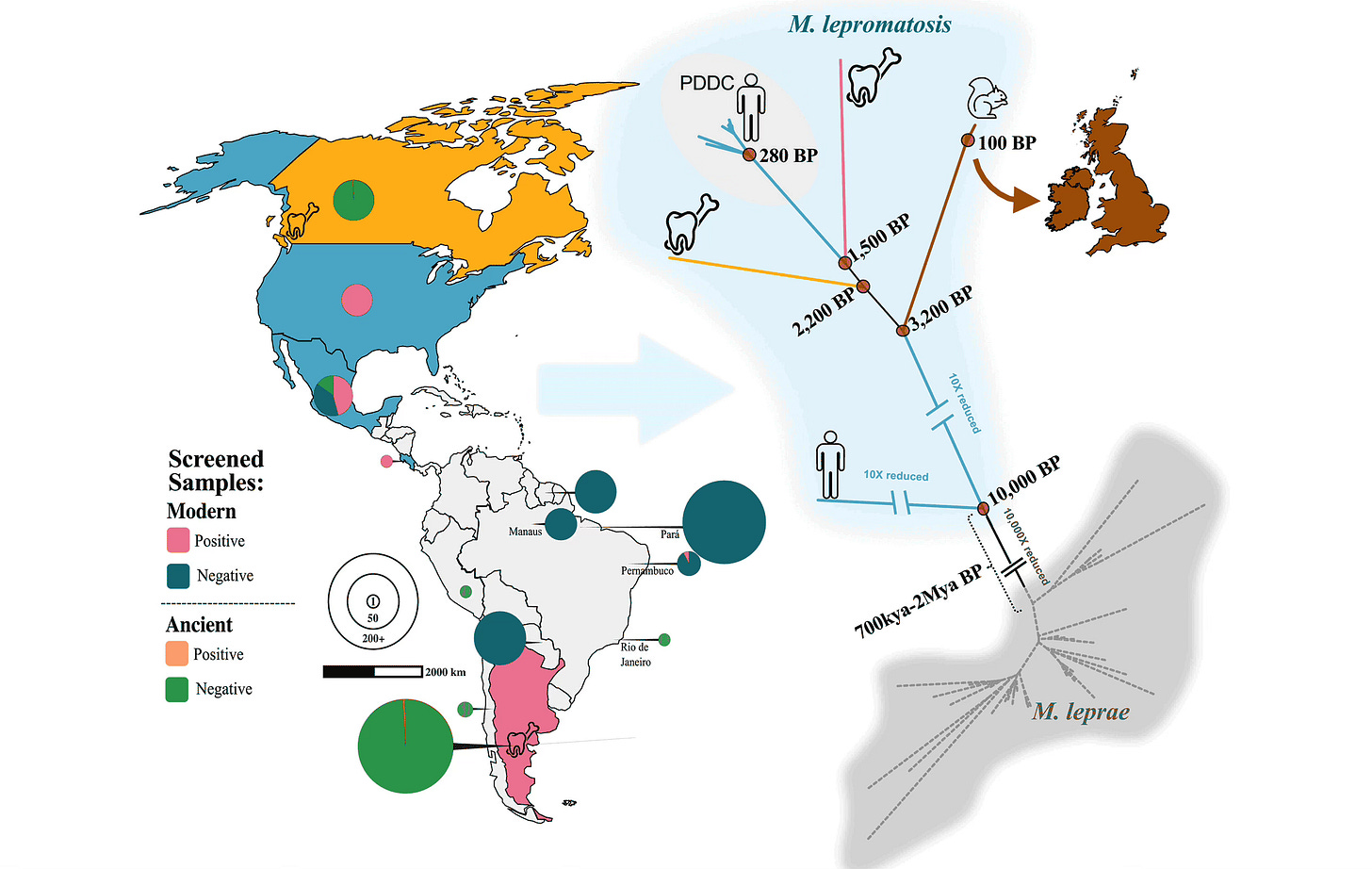 Map of the Americas showing locations of sampling for M. lepromatosis, and a phylogenetic tree showing M. lepromatosis samples Map of the Americas showing locations of sampling for M. lepromatosis, and a phylogenetic tree showing M. lepromatosis samples